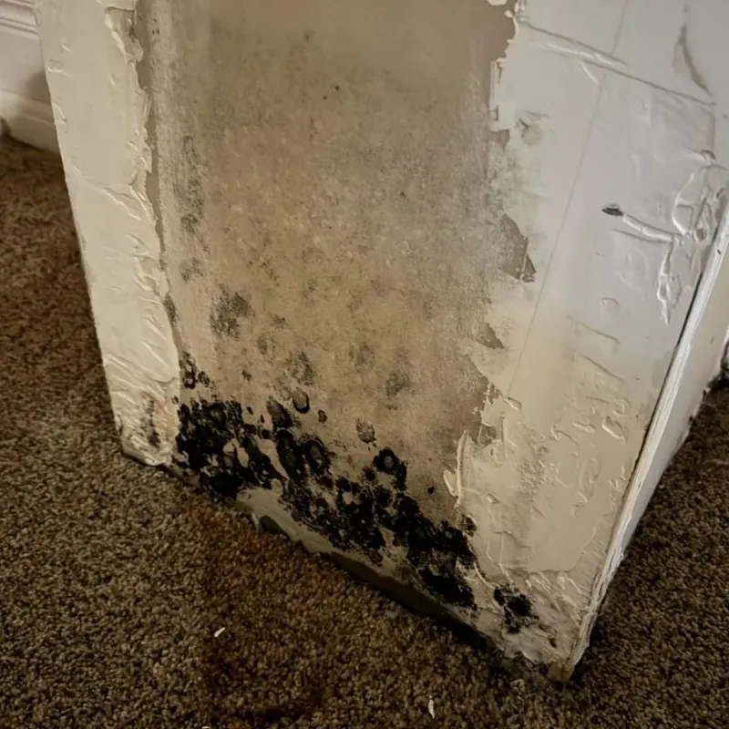 Professional Mold Removal in Dalworthington Gardens, TX